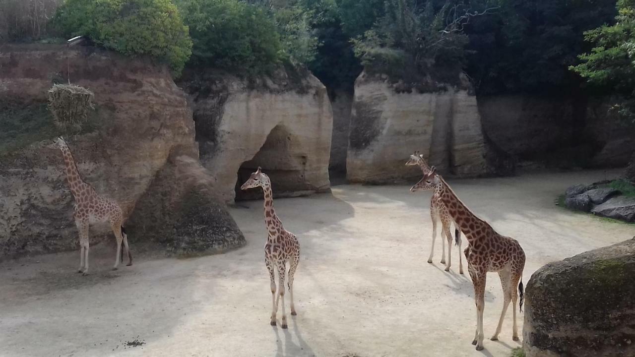 Vernantes Saumur Loire Chambres Et Gite المظهر الخارجي الصورة